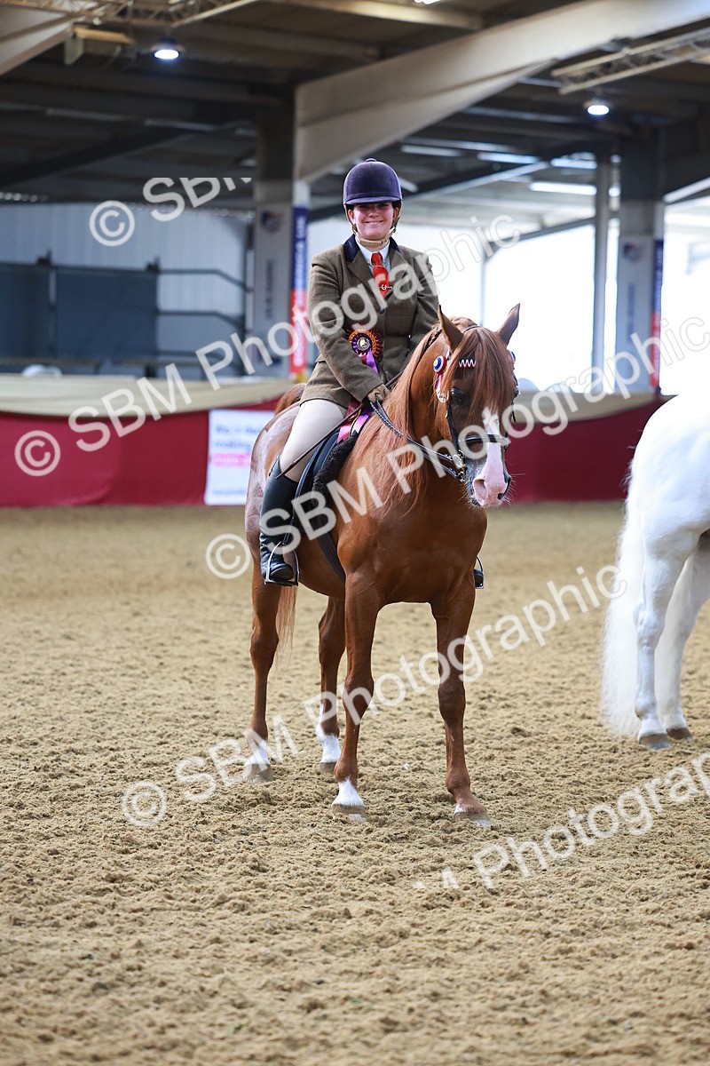 SBM_07756 - Class 101 - HOYS Veteran Qualifier - Ridden Diamond