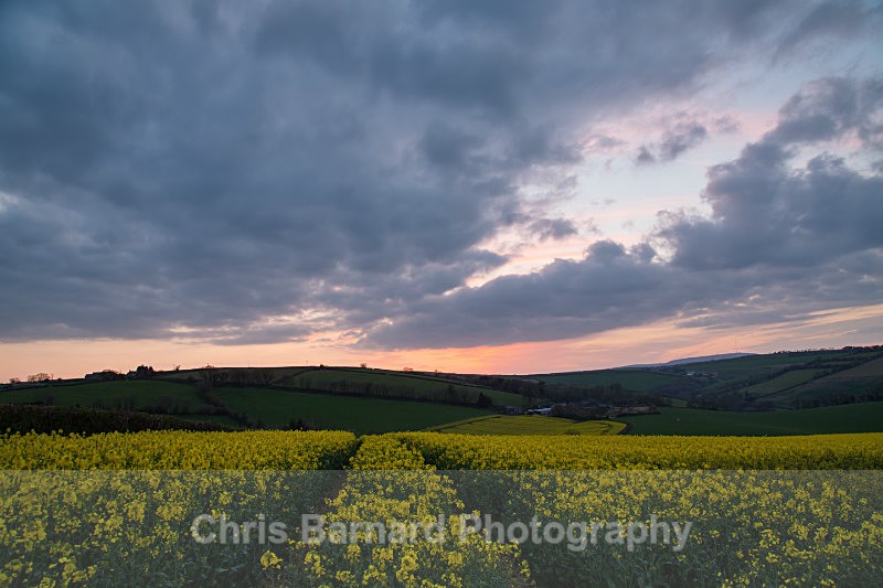  - Rapeseed Fields