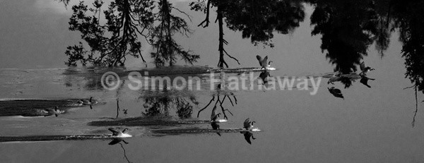 Geese landing - English Lake District Panoramas