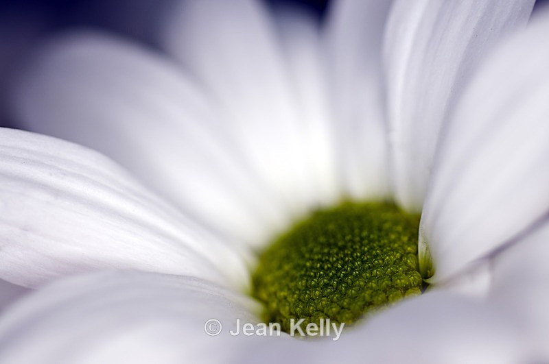 Flower - 2233 - White