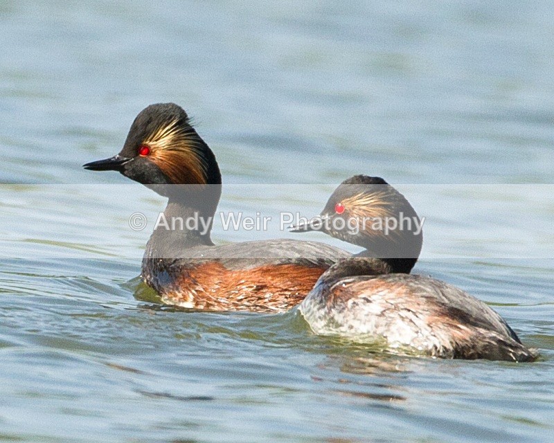 20110410-IMG_3204 - Black-necked Grebe