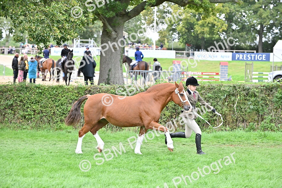 SBM_63296 - S49 - Mountain & Moorland In Hand Large Breeds