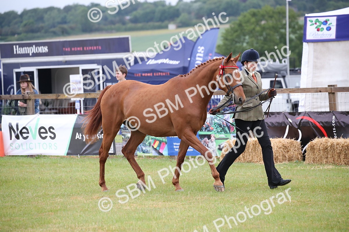 SBM_00137 - Class 17-20 - Arab & Part Bred - Anglo Arab In Hand