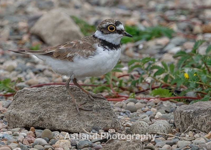 Astland Photography, Bird and Wildlife Images, Susan and Peter Wilson, U.K.
