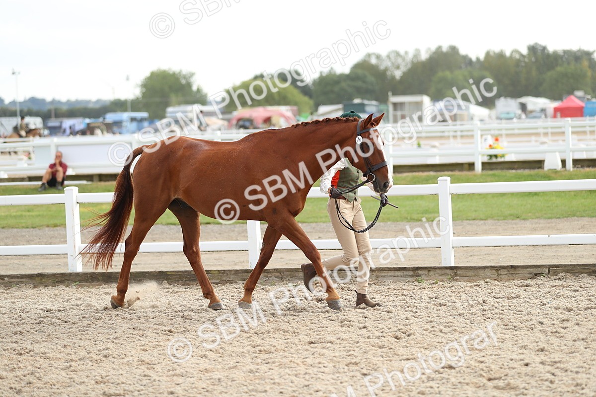 SBM_08549 - Class 28 - IH Veteran Horse
