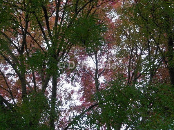Dark Pink And Green Leaves, Crystal Palace Park - Landscapesque