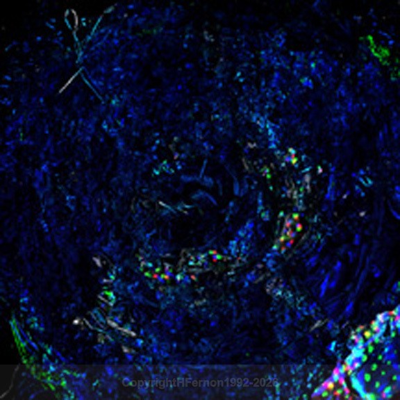 RSVP - BLUE 1996 - ONLINE DOMAIN 1992-1996