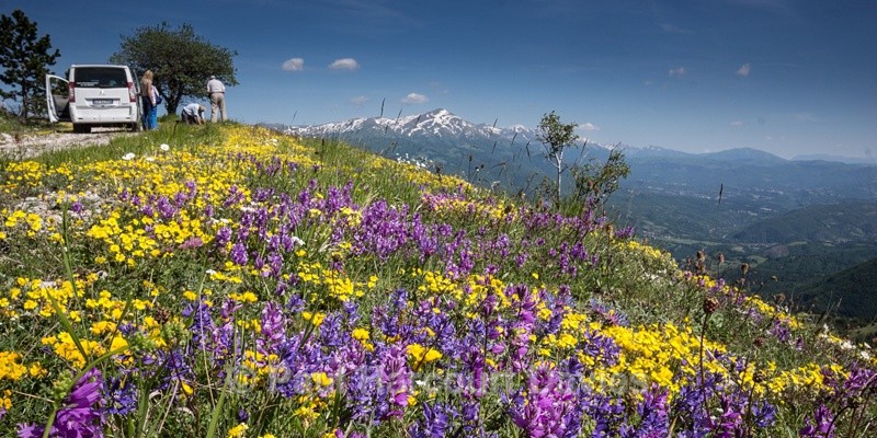  - Plants: wide-angle