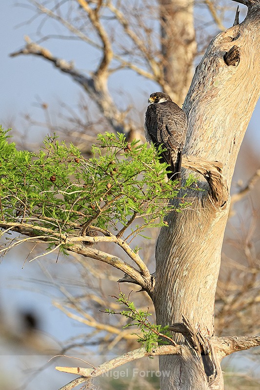 Peregrine near Middleton's Fish Camp, Blue Cypress Lake, Florida - Peregrine Falcon