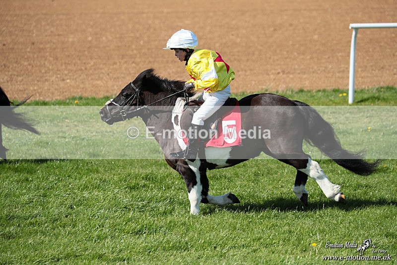 Shet 060426 202 - Shetland Pony Racing Paxford Races Easter Mon 06/04/26