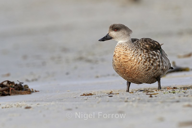 Crested Duck standing on beach, Carcass Island, Falklands - Crested Duck