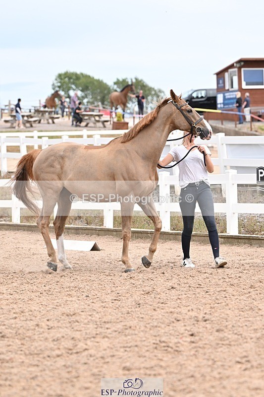 250716-153141-01978 - Trot Up 3.30 to 4.30