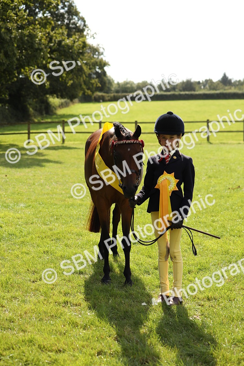 SBM_65609 - S48 - Show Pony & Show Hunter Pony In Hand