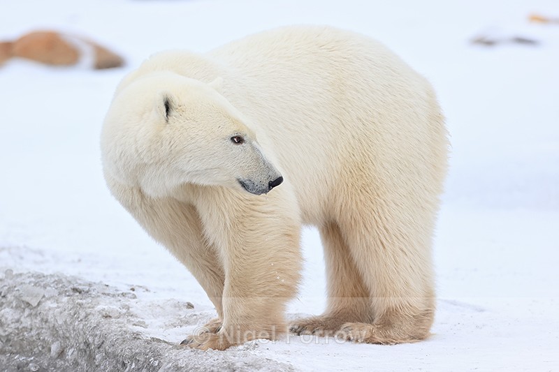 Polar Bear looks back, Churchill, Canada - Polar Bear