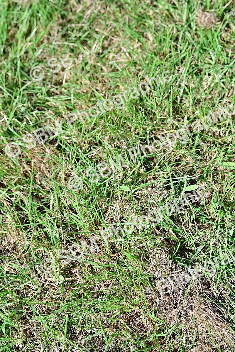 SBM_03353 - Class 50 - 54 Light Horse Breeding