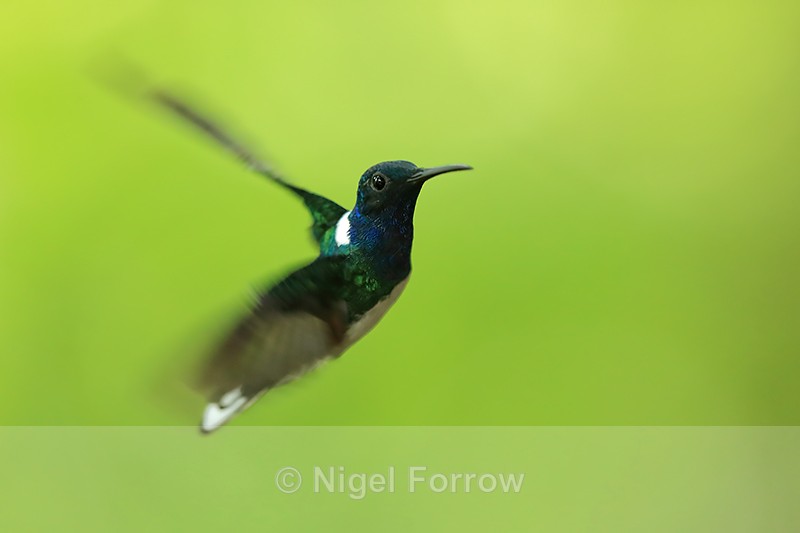 White-necked Jacobin (male) manoeuvring, Panama - White-necked Jacobin