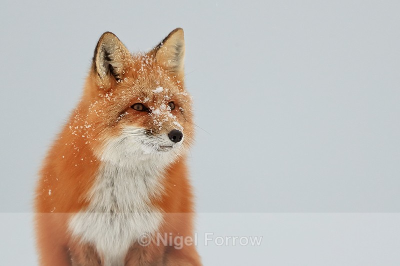 Red Fox portrait, Churchill, Canada - Red Fox