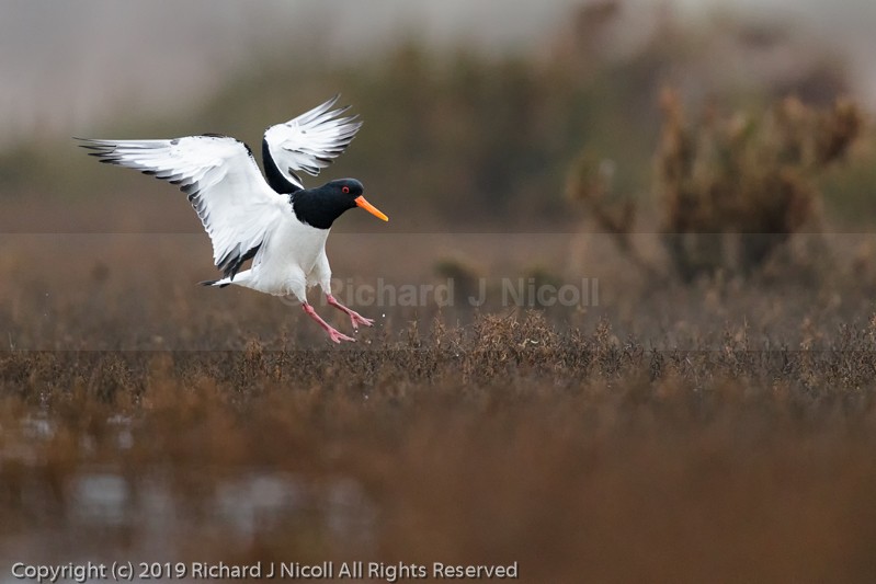 Oystercatcher (Haematopus ostralegus) landing - Oystercatcher (Haematopus ostralegus)