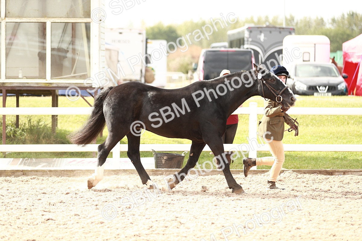 SBM_11785 - Class 206 IH Non Show Type Pony