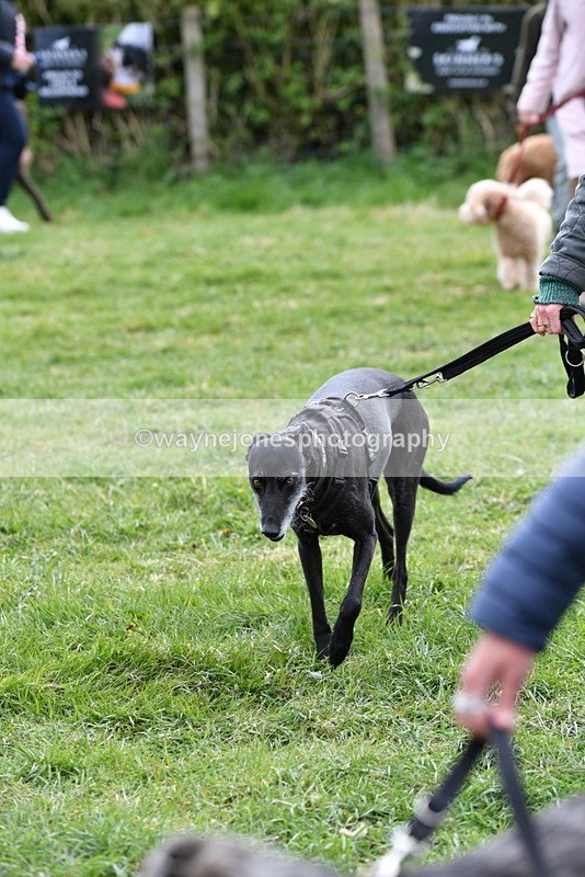 WJ5_9303 - Class 1 Best Cross Breed / Heniz 57