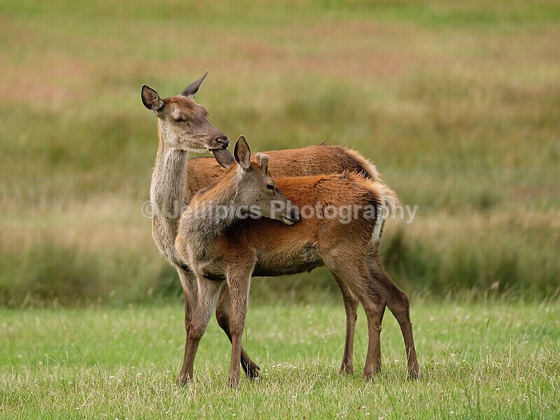  - Wildlife and Nature