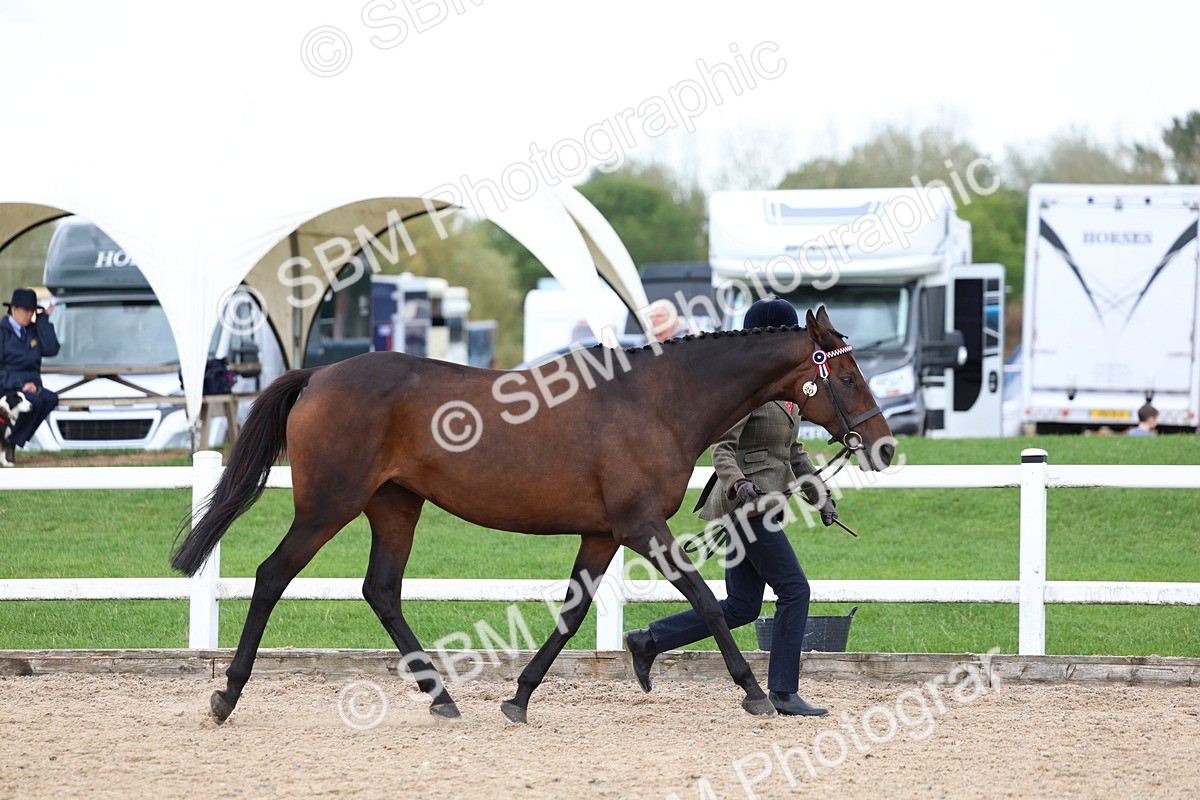 SBM_05716 - Class 28 - IH Veteran Horse