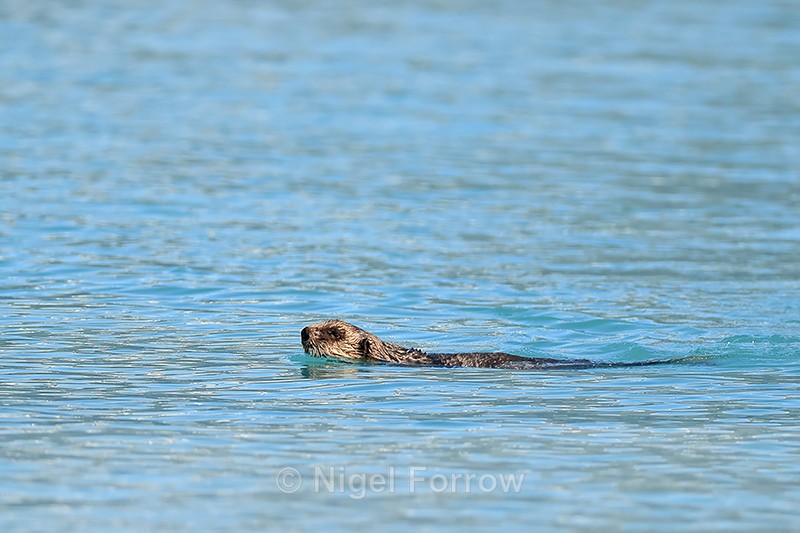 Sea Otter swimming on front, Harriman Fiord, Alaska - Otter