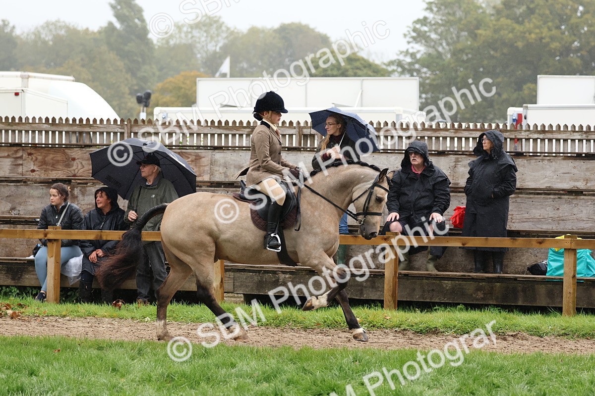 SBM_73008 - S63 Show Pony & Show Hunter Pony Ridden