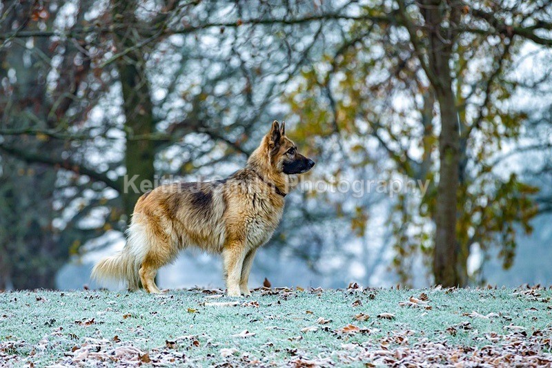 2KJS1234 - Dogs in Abington Park