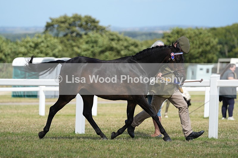 DSC07486 - Pony Breeding Championship