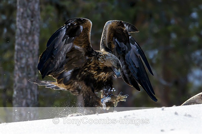 Golden Eagle (m) - Foreign Selection