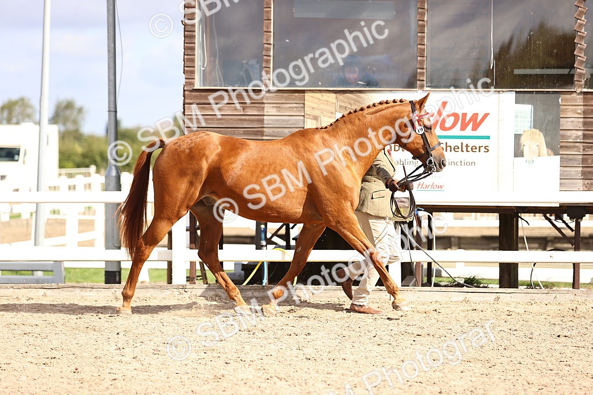 SBM_11495 - Class 407 - IH Hack-Riding Horse