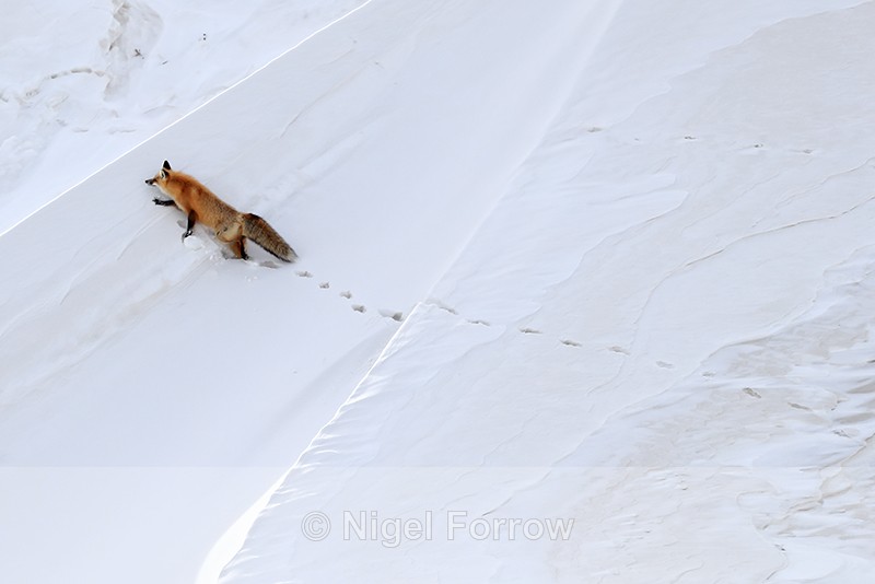 Red Fox footprints in snow, Hayden Valley, Yellowstone National Park - Red Fox
