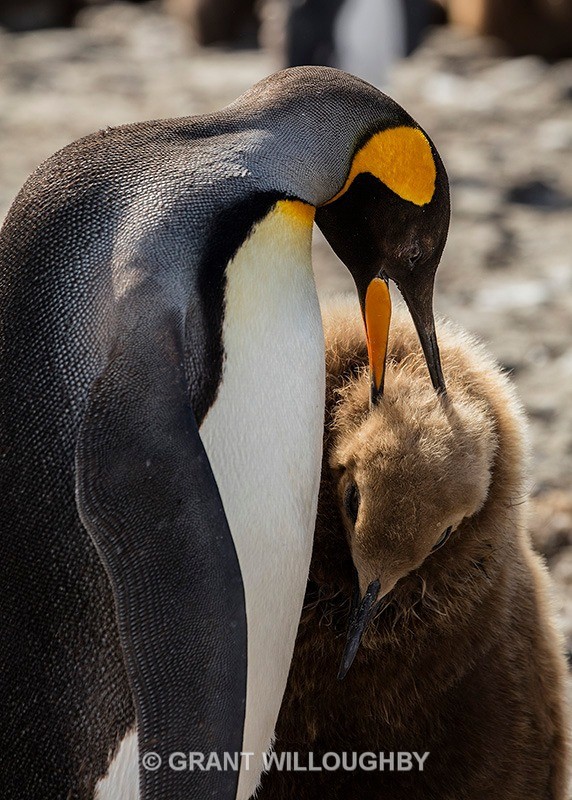 King and chick - Antartica