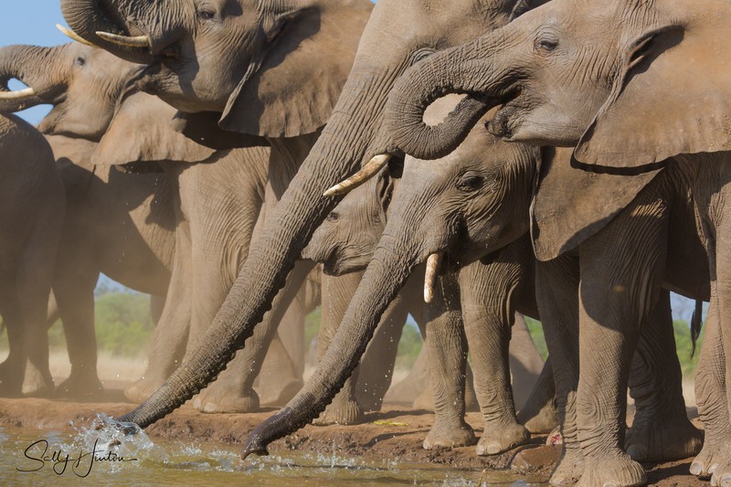 Elephant Herd Drinking 2