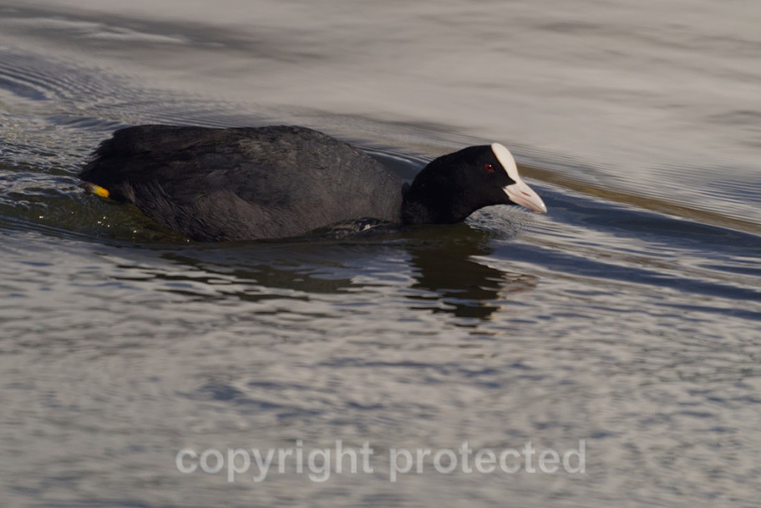 Coot - Lackford Lakes - Suffolk - Birds