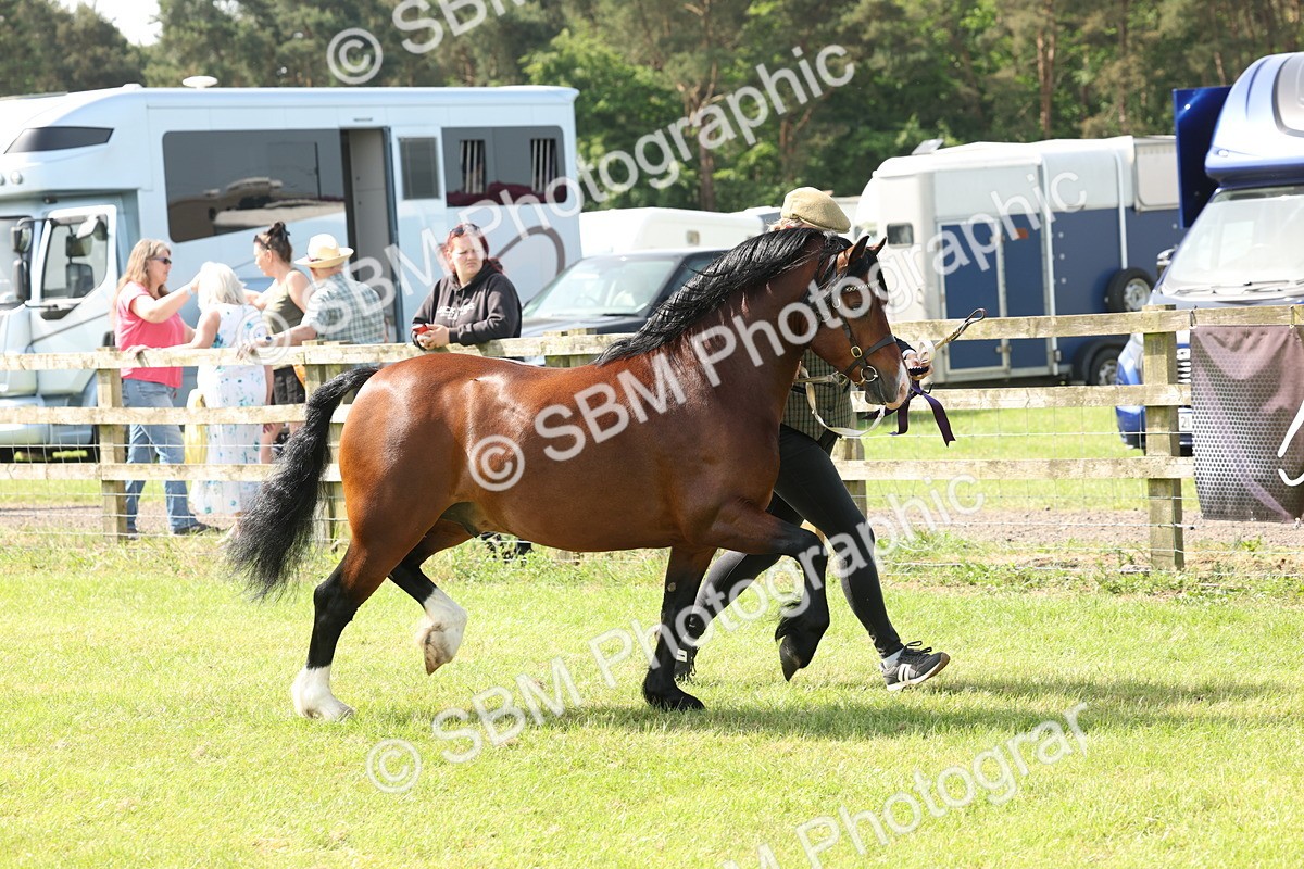 SBM_02206 - Class 6-13 - Mountatin and Moorland In Hand Welsh Breeds