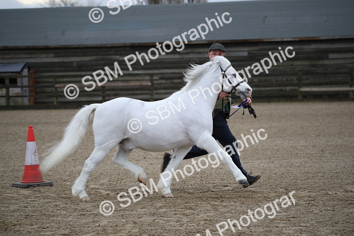SBM_003959 - Class 1-4 - Young Stock classes Inc. In Hand Championship