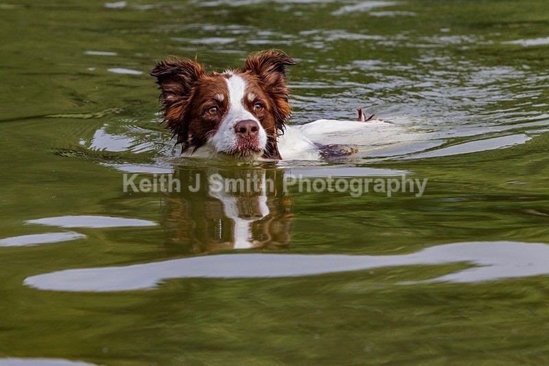 0KJS9244 - Dogs in Abington Park