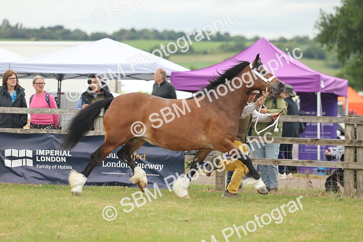 SBM_04883 - Class 50-57 - M&M Welsh Pony In Hand