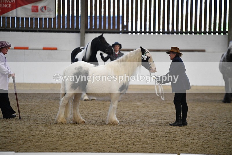 WJ5_5431 - Class 8 In hand cob