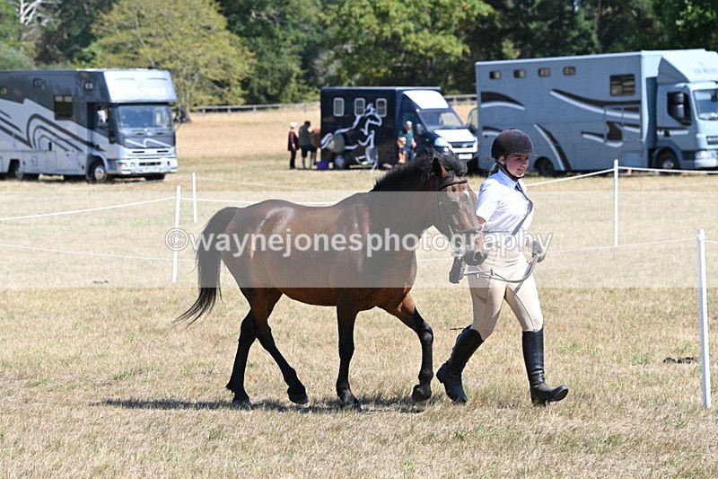 WJ6_8565 - Class 37b Best Loan Pony In-hand