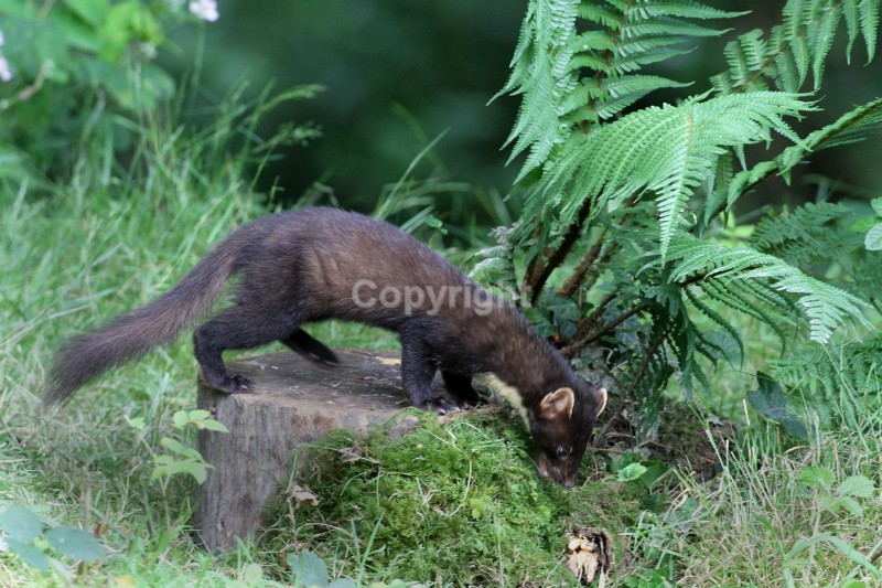 Pine Marten pictures in county louth ireland by noel marry