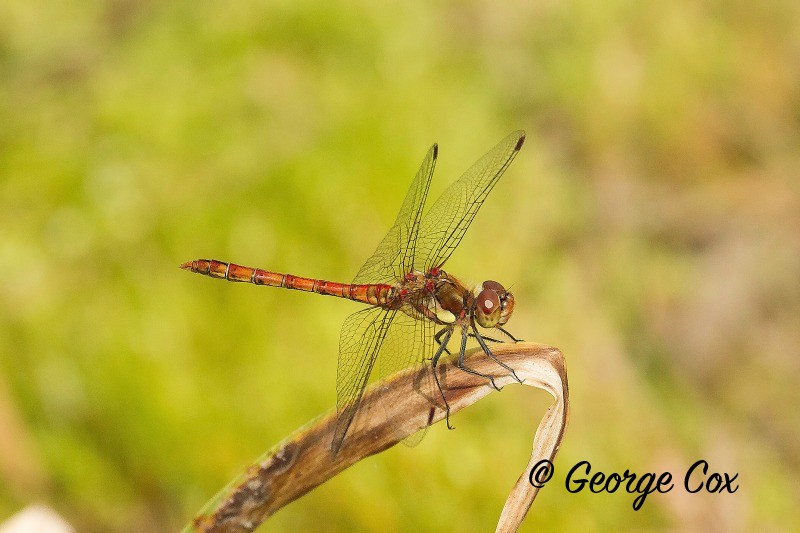 Common Darter Pleasley Derbyshire 26th July 2014 - Dragonflies