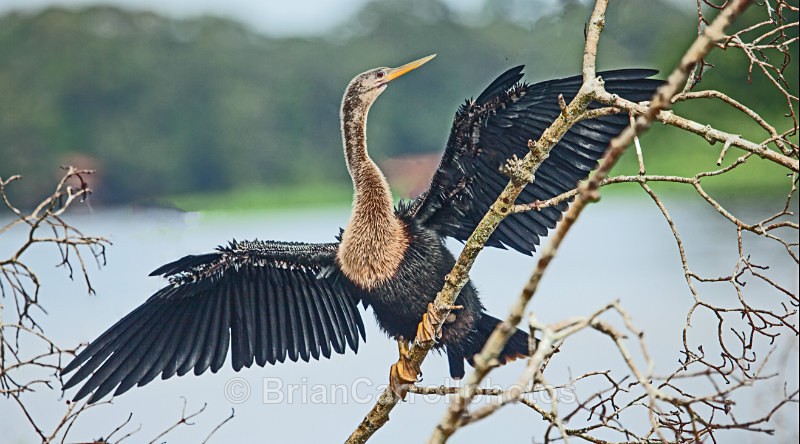 Anhinga or American Darter, Cost Rica - Costa Rican Wildlife