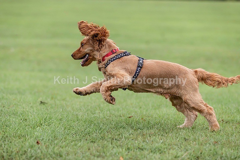 0KJS4632 - Dogs in Abington Park