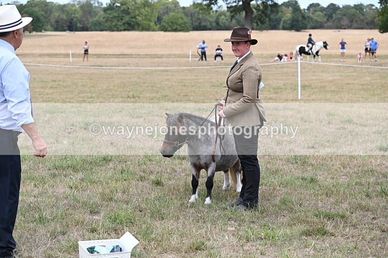 WJ6_5836 - Class 18 In-hand Coloured