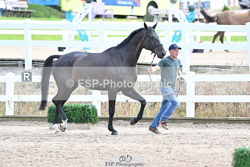 240717A-144100-02197 - Trot Up 2pm to 3pm - This folder is not in time order