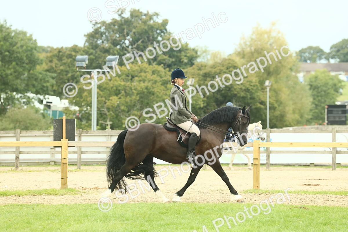 SBM_72152 - S60 - Mountain & Moorland Ridden Large Breeds