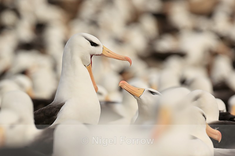 Interaction of Black-browed Albatrosses, Steeple Jason - Black-browed Albatross